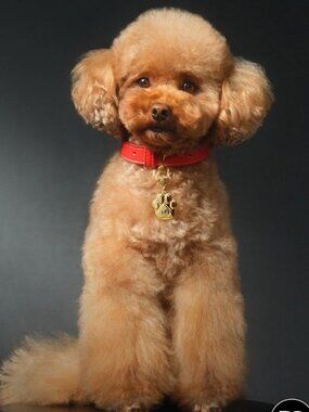 Dolce & Gabbana FeFe Leather Dog Collar Red with Gold Paw Charm - 20.5" long
